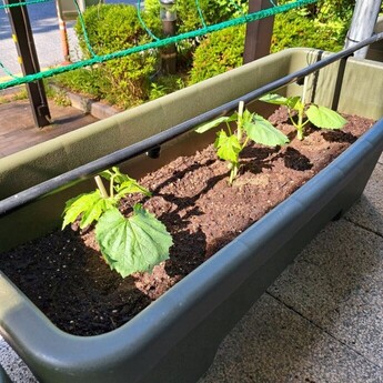 植え付け
