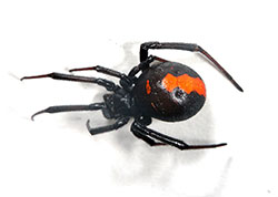 セアカゴケグモの写真、全体は黒く背に赤色の帯状の模様