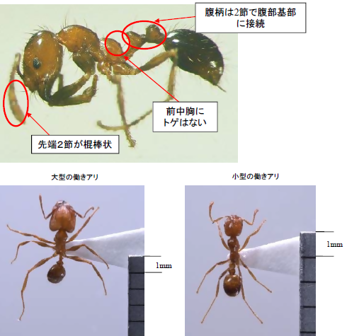 写真：アカカミアリ（腹部は2節で腹部基部に接続、前中胸にトゲはない、先端2節が棍棒状）、写真：大型の働きアリ、写真：小型の働きアリ