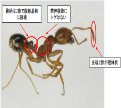 写真：ヒアリの特徴（腹柄は2節で腹部基部に接続、前伸腹節にトゲはない、先端2節が棍棒状）
