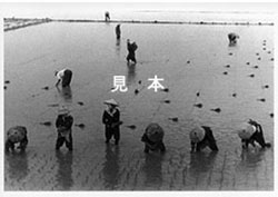 昭和29年、春日市で撮影された田植えのポストカードの写真