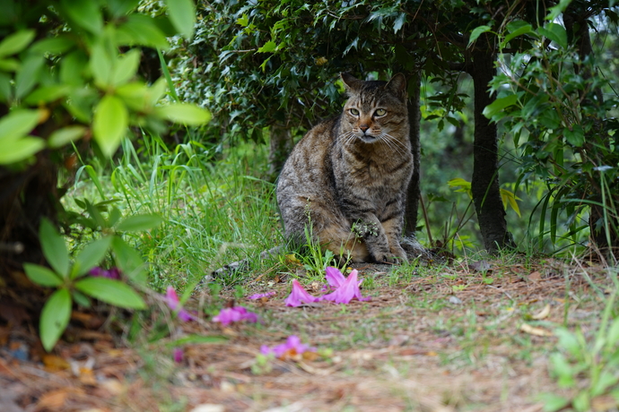 草むらに座る地域ネコの写真