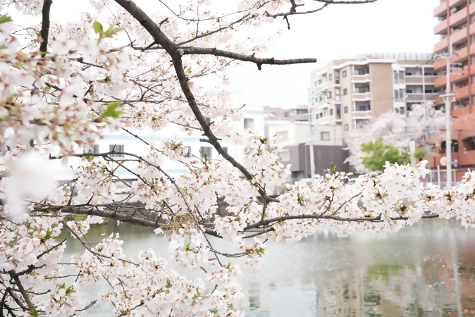 春日市に咲く桜の写真