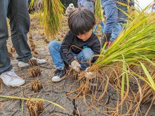 写真：稲刈りを体験する子ども