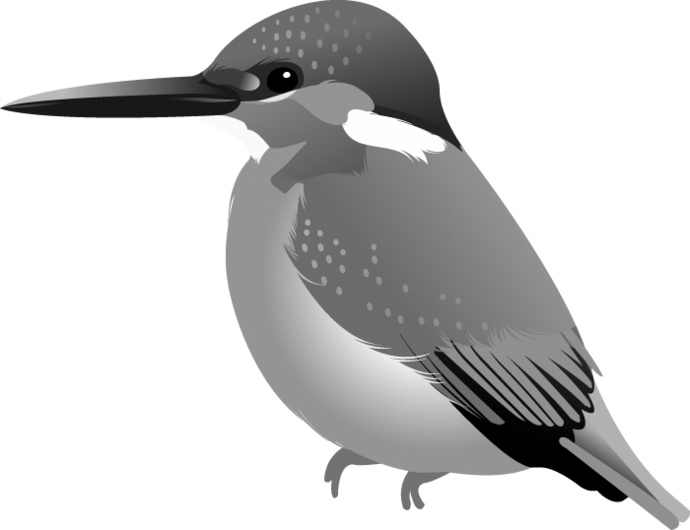 カワセミのイラスト