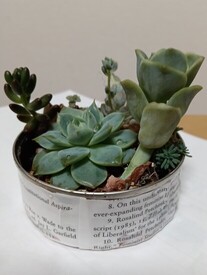 多肉植物