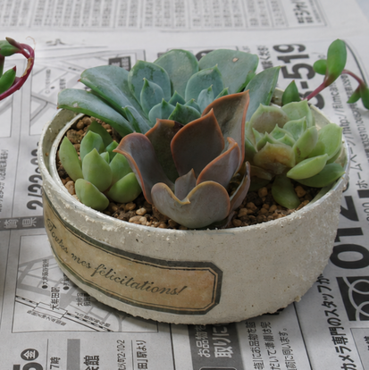 写真:多肉植物寄せ植え